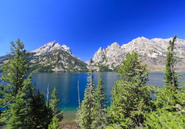 grand teton jenny göle