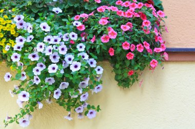 st. wolfgang içinde çiçek pencere dekorasyonları