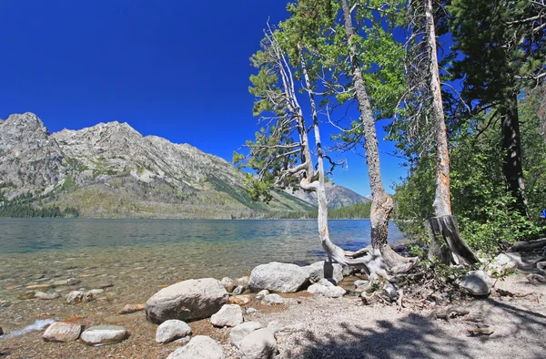 Jenny Lake in Grand Teton — Stock Photo, Image