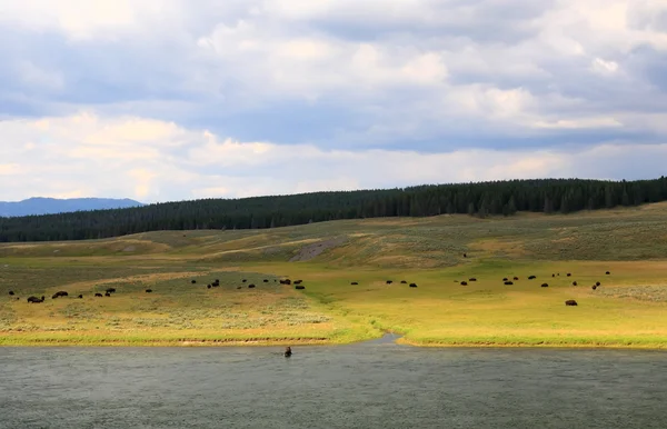The scenery along the Yellowstone River — Stock Photo, Image