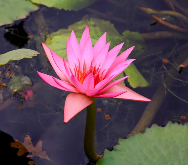 Eine einsame Lilie ein botanischer Garten — Stockfoto