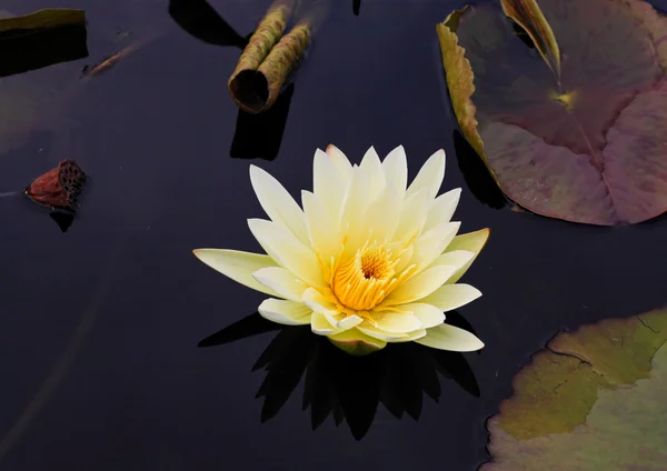 Eine einsame Lilie ein botanischer Garten — Stockfoto