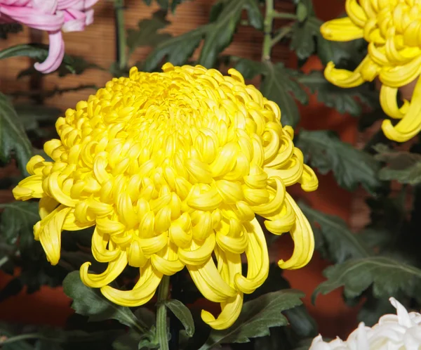 Eine japanische Kiku-Blumen-Show — Stockfoto