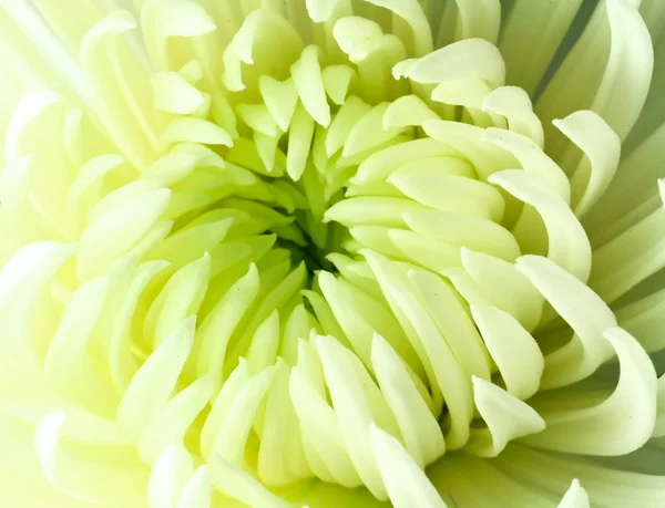 Krásná květina — Stockfoto