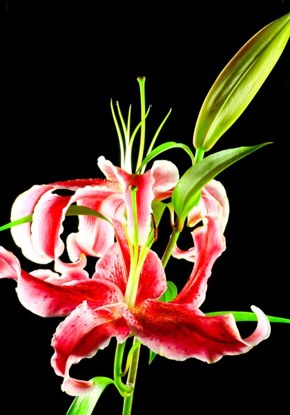 A beautiful flower — Stock Photo, Image