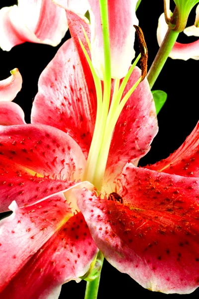 Uma bela flor — Fotografia de Stock