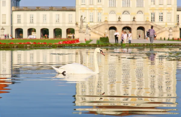 Cisne en el palacio de Nymphenburg — Foto de Stock