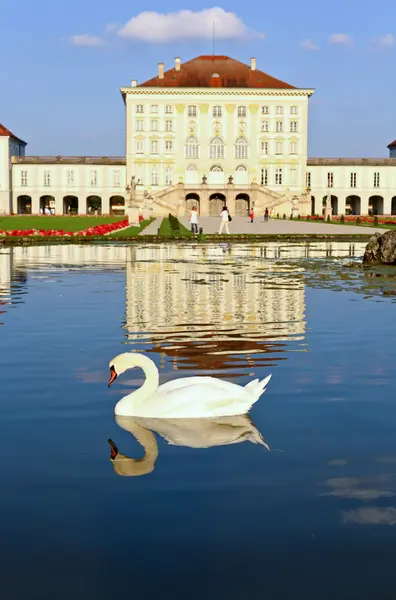 Swan at the Nymphenburg palace — Stock Photo, Image