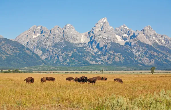 Bisonoxar på grand teton national park — Stockfoto