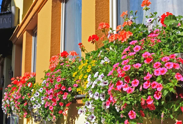 The flower window decorations in St. Wolfgang