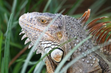 bir bahçe içinde çılgın bir iguana dolandık