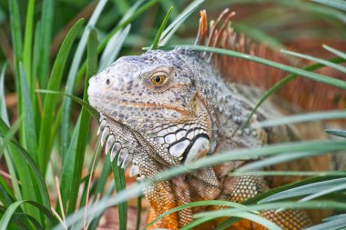 bir bahçe içinde çılgın bir iguana dolandık