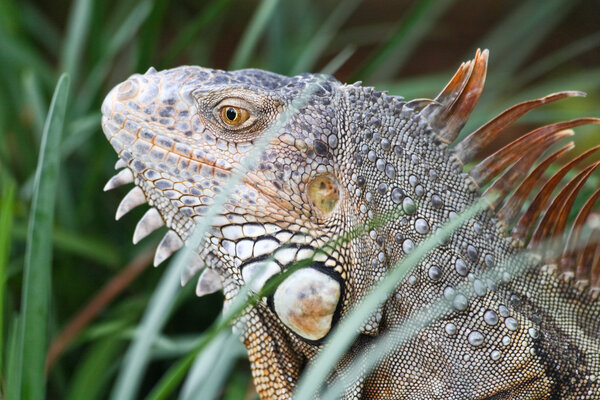 Дикая игуана бродила по саду
