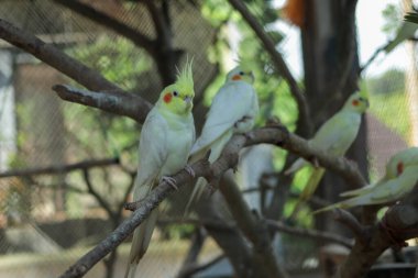 Sarı ibikli papağan kafeste