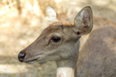 Geyik hayvanat bahçesinde