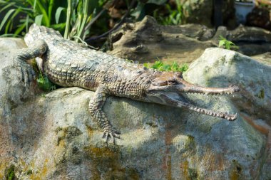 Ağzı açık bir timsah. 