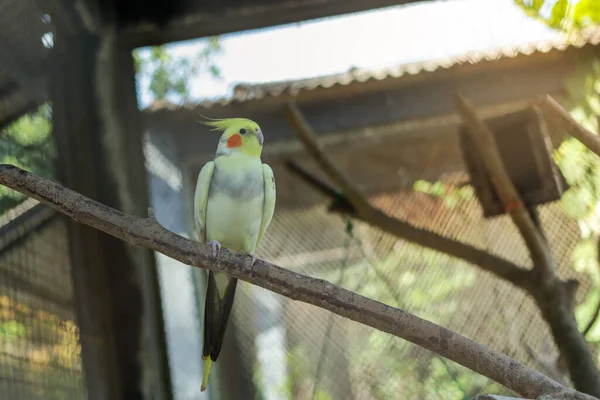 Sárgataréjú Papagáj Ketrecben — Stock Fotó