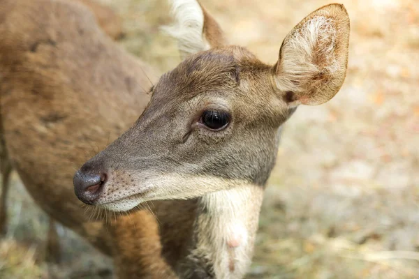 Deer Zoo Park — Stock Photo, Image