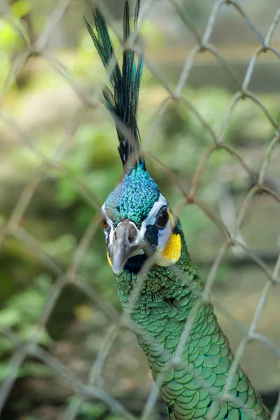 Pauw Achter Ijzeren Kooi Dierentuin — Stockfoto