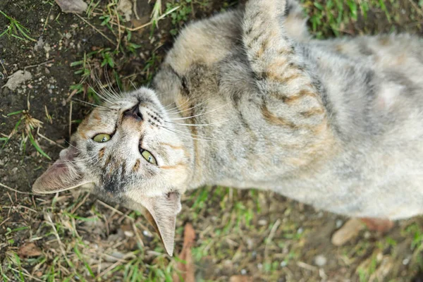 Cute Brown Stray Kitten Yawning — Stock Photo, Image