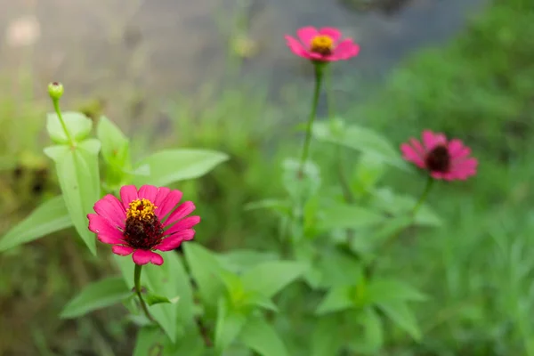 The red flower spring garden