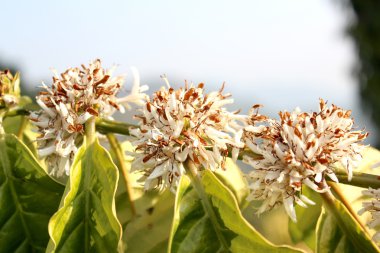 robusta kahve çiçekler.