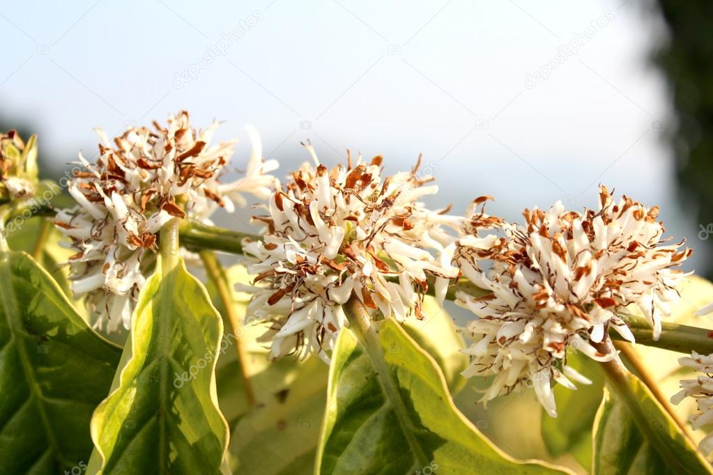 Robusta coffee flowers.