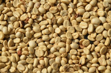 arka plan doku un kavrulmuş yeşil kahve çekirdekleri.