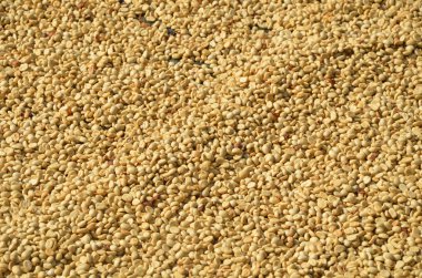 arka plan doku un kavrulmuş yeşil kahve çekirdekleri.