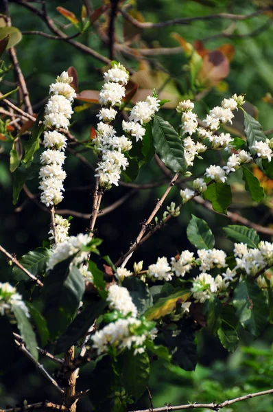 Kaffe blommor — Stockfoto