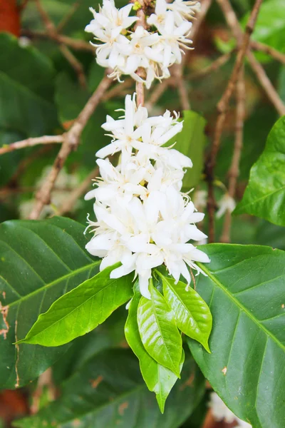 Flores de café — Foto de Stock