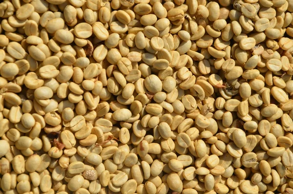 绿色未烘培咖啡豆的背景纹理. — 图库照片