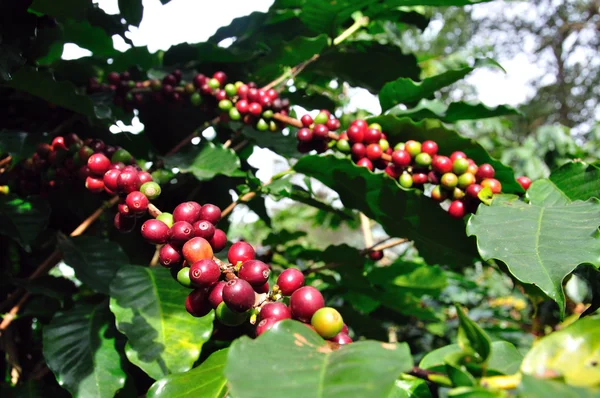 Granos de café creciendo en la sucursal en Chiang Rai, Tailandia — Foto de Stock