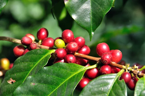 Koffiebonen groeien op de tak in chiang rai, thailand — Stockfoto