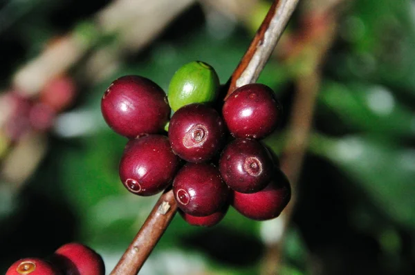 Kawa rośnie na gałęzi w chiang rai, Tajlandia — Zdjęcie stockowe