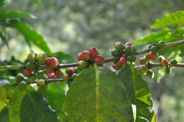 チェンライ、タイの枝に成長しているコーヒー豆 — ストック写真