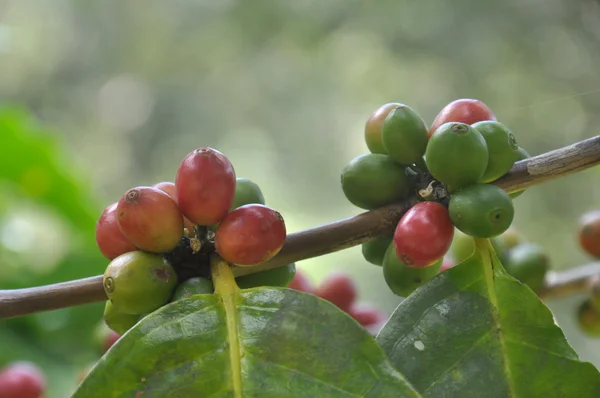 チェンライ、タイの枝に成長しているコーヒー豆 — ストック写真