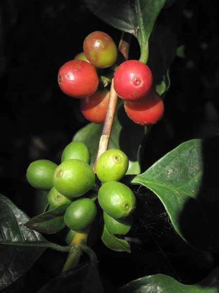生长在泰国清莱中的分支上的咖啡豆 — 图库照片