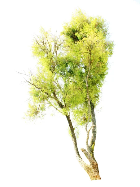 Alberi isolati — Foto Stock