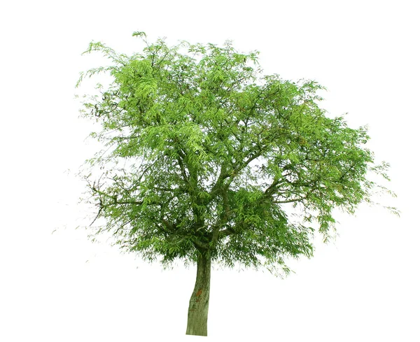 Bomen geïsoleerd — Stockfoto