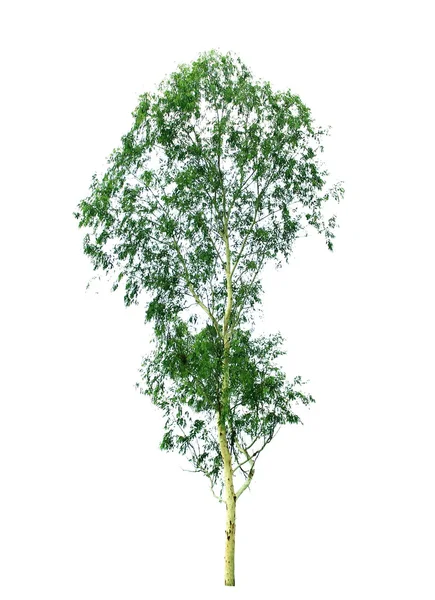 Bomen geïsoleerd — Stockfoto