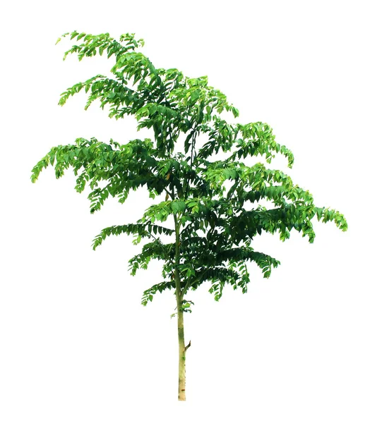 Bomen geïsoleerd — Stockfoto