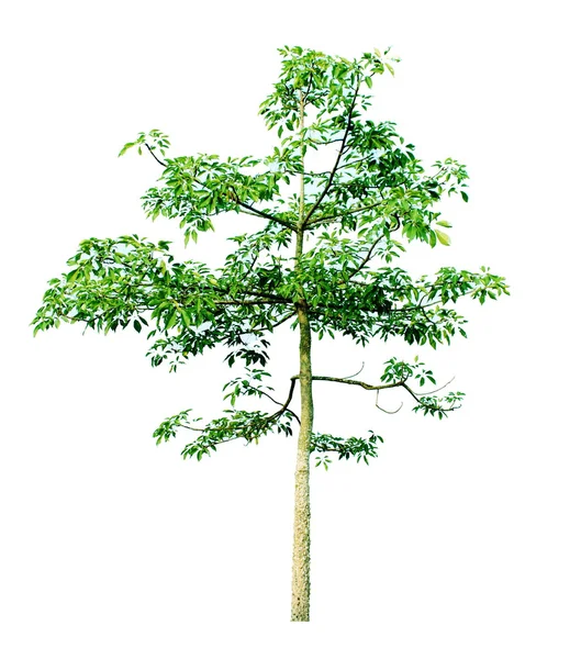 Bomen geïsoleerd — Stockfoto