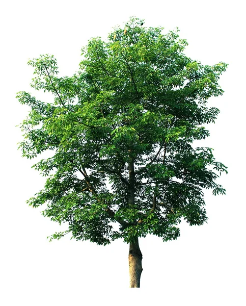 Bomen geïsoleerd — Stockfoto