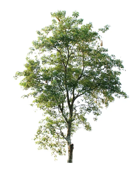 Bomen geïsoleerd — Stockfoto