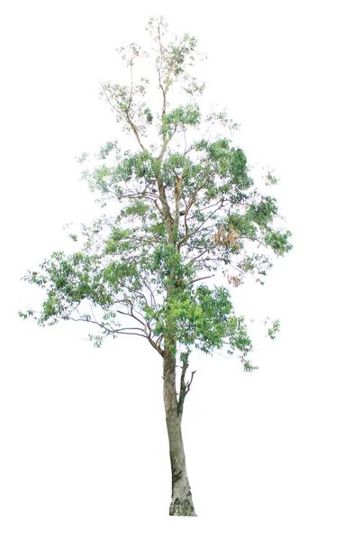 孤立的树木 — 图库照片