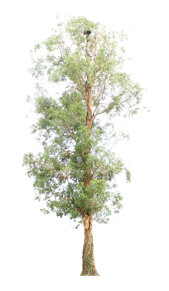 Bomen geïsoleerd — Stockfoto