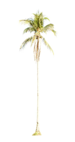 Drzewa na białym tle — Zdjęcie stockowe
