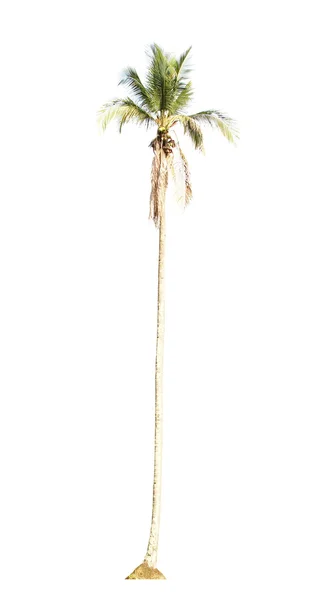 Izole ağaçlar — Stok fotoğraf
