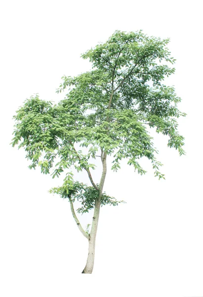 Bomen geïsoleerd — Stockfoto